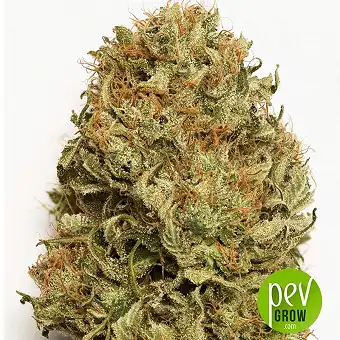 Blue Dream Auto - Humboldt Seeds