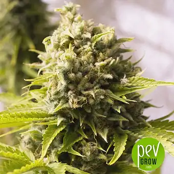 Bubba Cheese Auto - Humboldt Seeds