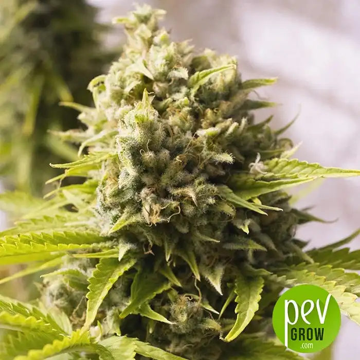 Bubba Cheese Auto - Humboldt Seeds