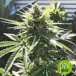 UK Cheese Auto - Humboldt Seeds