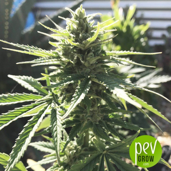 UK Cheese Auto