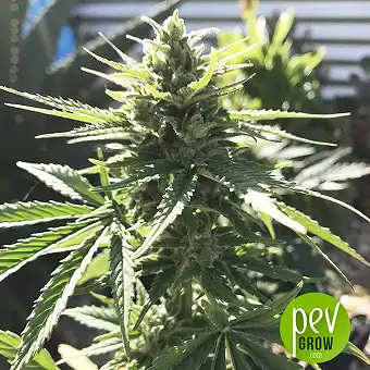 UK Cheese Auto - Humboldt Seeds