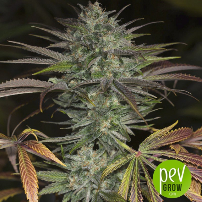 Bubba Kush... Bubba Kush...