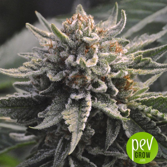Bubba Kush 2.0 - Humboldt Seeds