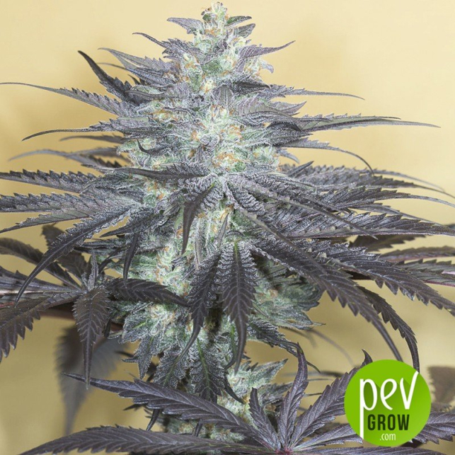 Bubba Kush 2.0 - Humboldt Seeds
