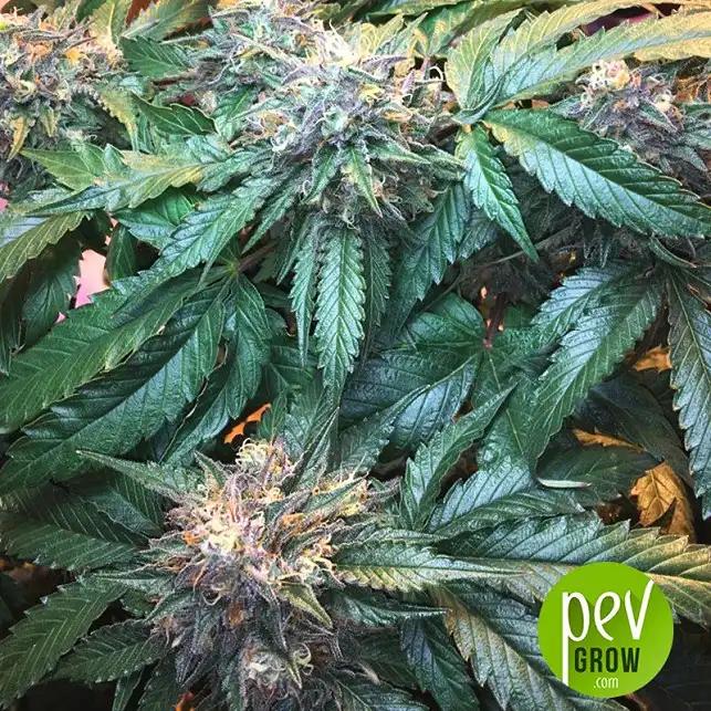 Bubba's Gift - Humboldt Seeds Bubba's Gift - Humboldt Seeds