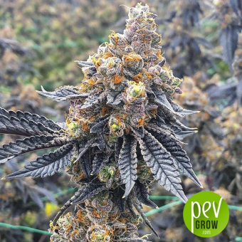 Chemdawg - Humboldt Seeds
