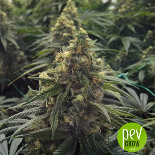 Desert Diesel - Humboldt Seeds