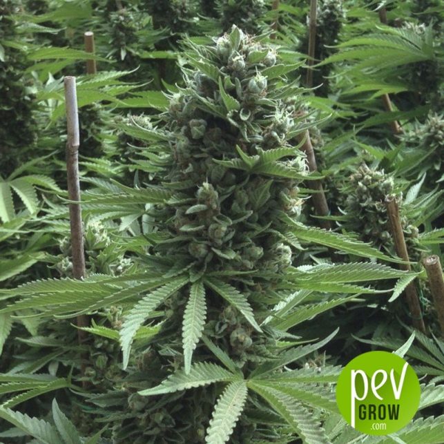 Desert Diesel - Humboldt Seeds