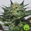 Amur Giant Auto - Kalashnikov Seeds