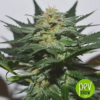 Amur Giant Auto - Kalashnikov Seeds