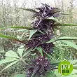 Purple Mazar Auto - Kalashnikov Seeds