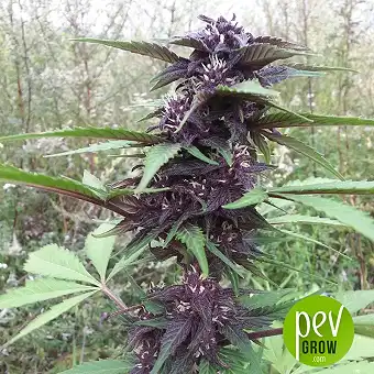 Purple Mazar Auto - Kalashnikov Seeds