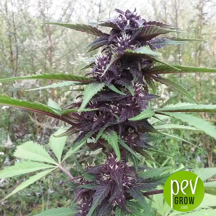 Purple Mazar Auto - Kalashnikov Seeds