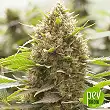 Amnesia Molotov - Kalashnikov Seeds