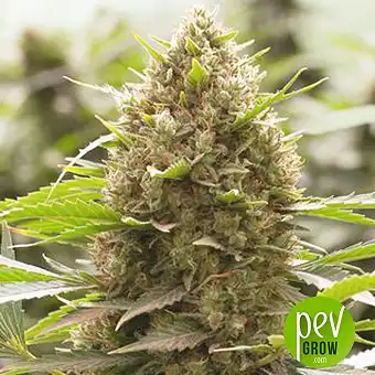 Amnesia Molotov - Kalashnikov Seeds