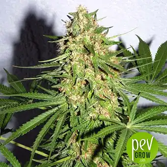 Kabul Express - Kalashnikov Seeds