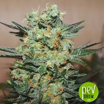 Kubanskiy Ubiyza - Kalashnikov Seeds