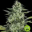 Siberian Haze - Kalashnikov Seeds