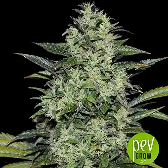 Siberian Haze - Kalashnikov Seeds