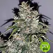 White Critical Express - Kalashnikov Seeds