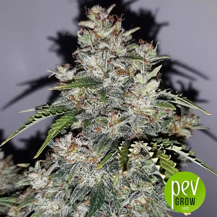 White Critical Express - Kalashnikov Seeds