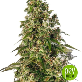 Afghani Special