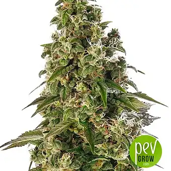 Afghani Special - KC Brains Holland