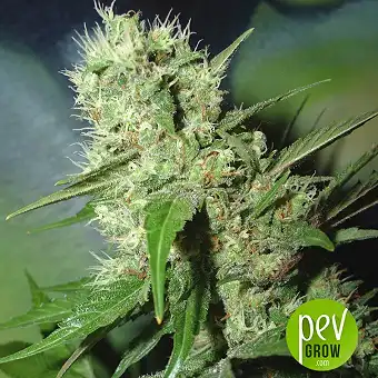 Bahia Black Head - KC Brains - KC Brains Holland