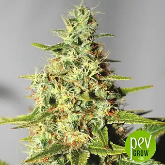 Brains Damage - KC Brains Holland