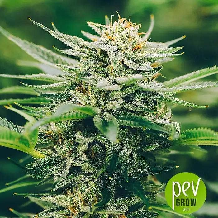 Brains Escape - KC Brains Holland