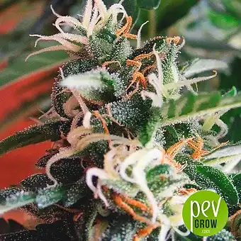 Brasil - KC Brains Holland