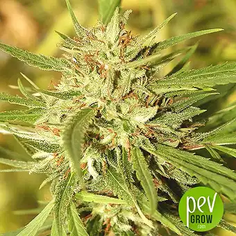 California Special - KC Brains Holland