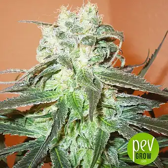 Cristal Paradise - KC Brains Holland