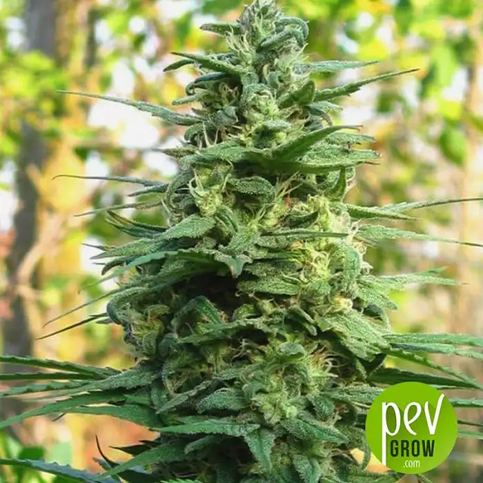 Cyber Cristal - KC Brains Holland