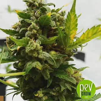 Double D - KC Brains Holland