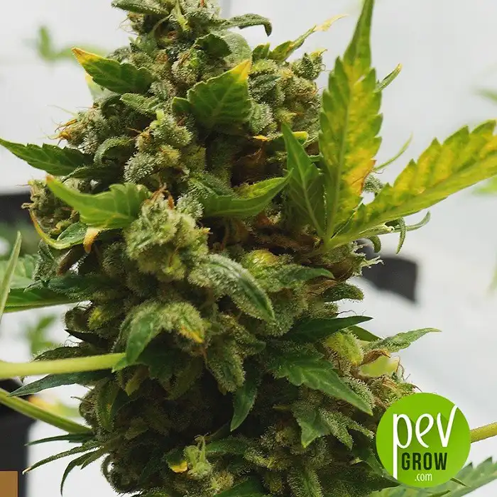 Double D - KC Brains Holland