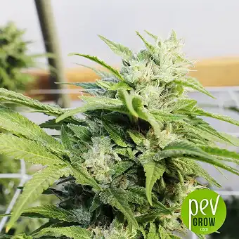 Haze Special - KC Brains Holland