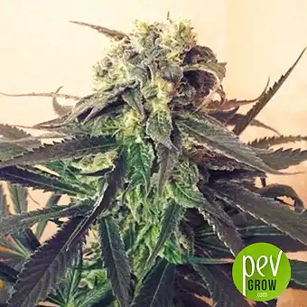 K.C. 42 - KC Brains Holland