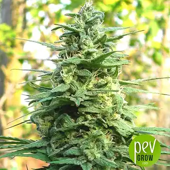 Leda Uno - KC Brains Holland