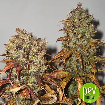 Mango - KC Brains Holland