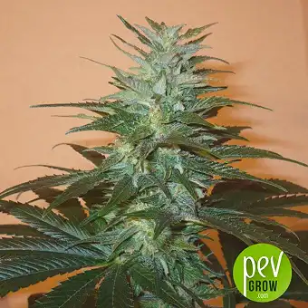 Mind Bender - KC Brains Holland