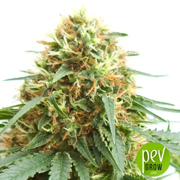 Northern Light Special - KC Brains Holland