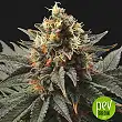 Sweet Dreams - KC Brains Holland