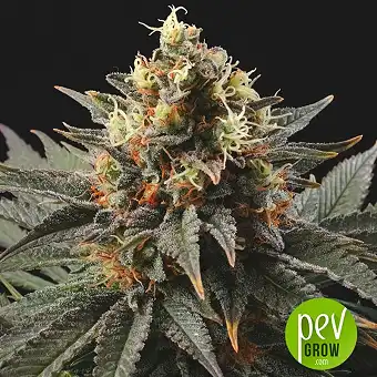 Sweet Dreams - KC Brains Holland