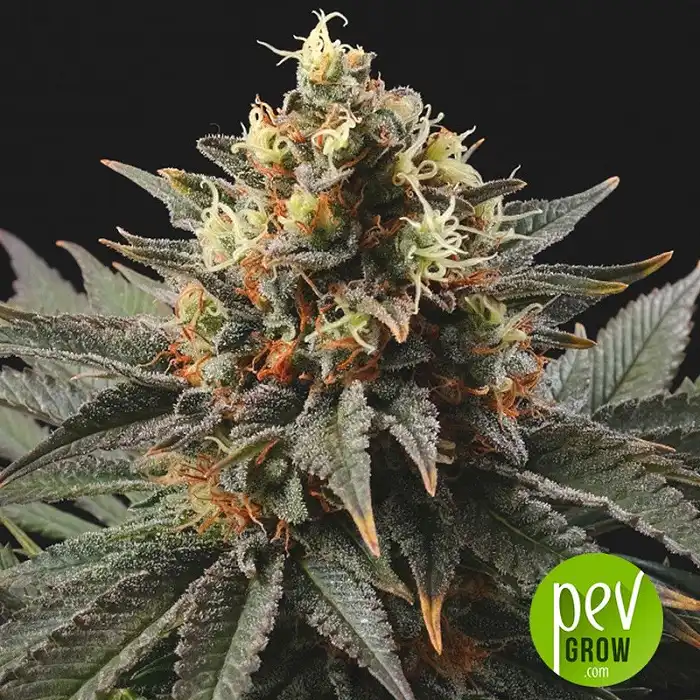 Sweet Dreams - KC Brains Holland