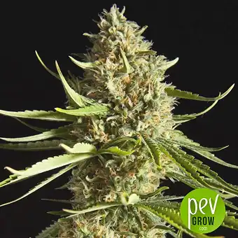 Swiss-XT - KC Brains Holland