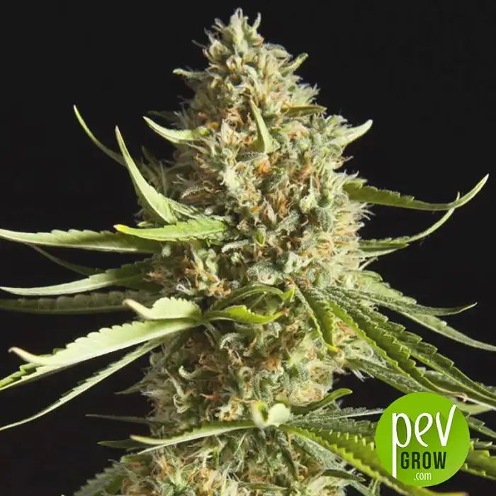 Swiss-XT - KC Brains Holland