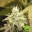 White KC - KC Brains Holland