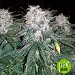 Space Mango Auto - KC Brains